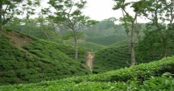 শ্রীমঙ্গলে চা বাগানে টিলা ধসে ৪ জন নিহত