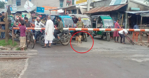 নাটোরে কুকুরের নিয়ম মানার ছবি ভাইরাল