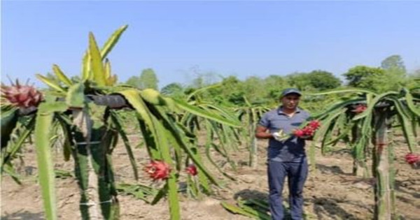 গুরুদাসপুরে ড্রাগন চাষে স্বাবলম্বী শামীম রেজা