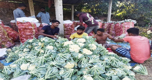 ঠাকুরগাঁওয়ের শীতকালীন সবজি সারাদেশে