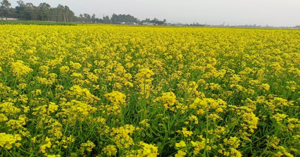 হলুদ সরিষার ফুলে দোল খাচ্ছে কৃষকের স্বপ্ন