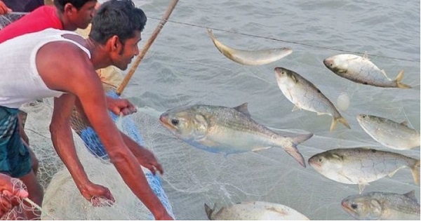 জাল ফেললেই হাজার হাজার ইলিশ, তবু দাম চড়া/ বাজার তদারকির কেউ নেই