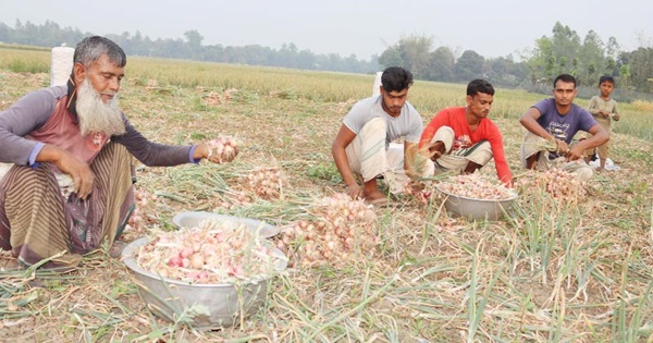 শীঘ্রই নতুন পেঁয়াজ সয়লাব হয়ে যাবে বাজার